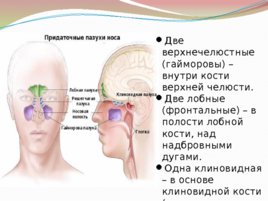 Анатомия и физиология с позиции анестезиологии и реаниматологии, слайд 6
