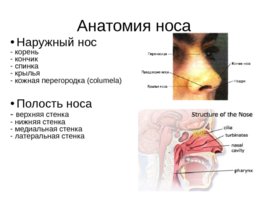 Анатомия, физиология носа, слайд 2