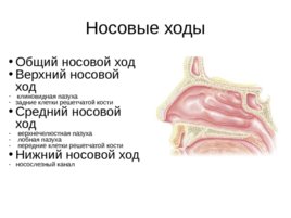 Анатомия, физиология носа, слайд 3