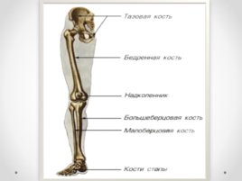 Скелет человека (анатомия), слайд 13