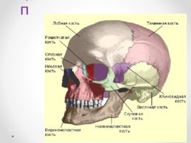 Скелет человека (анатомия), слайд 3
