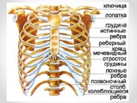 Скелет человека (анатомия), слайд 8