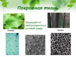 Ткани растений (23,09,2019), слайд 10