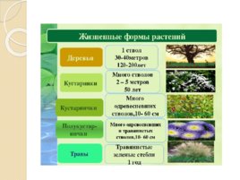 Жизненные формы растений и животных, слайд 5