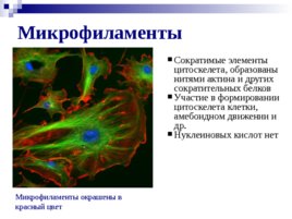 Органоиды клетки, слайд 10