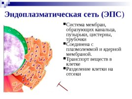 Органоиды клетки, слайд 13