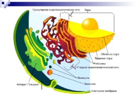 Органоиды клетки, слайд 14