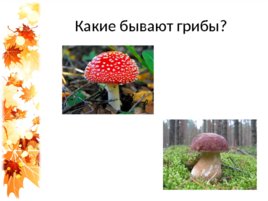 Семейка грибов на поляне, слайд 25