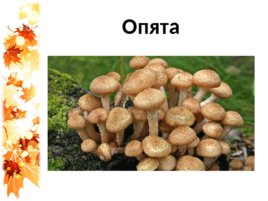 Семейка грибов на поляне, слайд 6