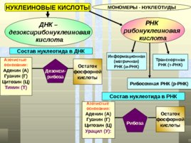Классификация белков, слайд 49