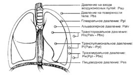 Физиология дыхания для анестезиологов, слайд 15