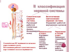Основные функции нервной системы, слайд 4