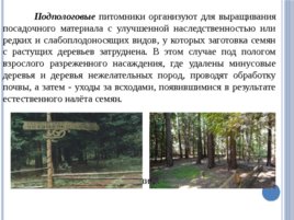 Лесные питомники: организация питомника, слайд 10