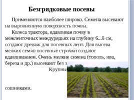 Лесные питомники: технология выращивания сеянцев, слайд 21