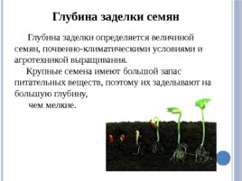Лесные питомники: технология выращивания сеянцев, слайд 30
