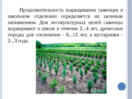 Лесные питомники: технология выращивания саженцев и посадочного материала вегетативного происхождения, слайд 4
