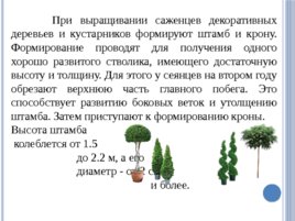 Лесные питомники: технология выращивания саженцев и посадочного материала вегетативного происхождения, слайд 9