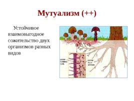 По биологии Типы экологических взаимодействий, слайд 10