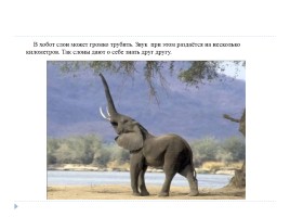 Зачем слону хобот?, слайд 10