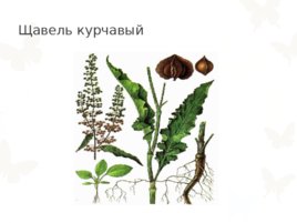 Лекарственный и съедобные растения, слайд 6