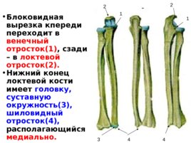 Скелет верхних и нижних конечностей, слайд 15