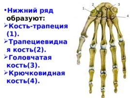 Скелет верхних и нижних конечностей, слайд 20