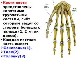 Скелет верхних и нижних конечностей, слайд 21