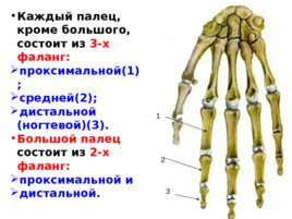 Скелет верхних и нижних конечностей, слайд 23
