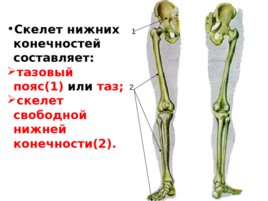 Скелет верхних и нижних конечностей, слайд 25