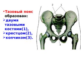 Скелет верхних и нижних конечностей, слайд 26