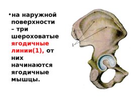 Скелет верхних и нижних конечностей, слайд 29