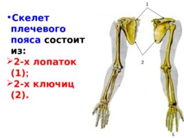 Скелет верхних и нижних конечностей, слайд 3