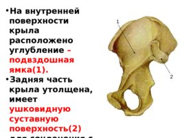 Скелет верхних и нижних конечностей, слайд 30