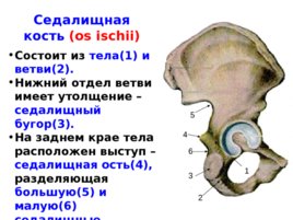 Скелет верхних и нижних конечностей, слайд 31