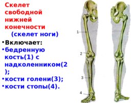 Скелет верхних и нижних конечностей, слайд 34