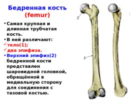 Скелет верхних и нижних конечностей, слайд 35