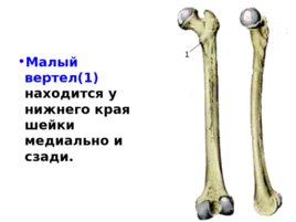 Скелет верхних и нижних конечностей, слайд 37