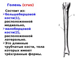 Скелет верхних и нижних конечностей, слайд 42