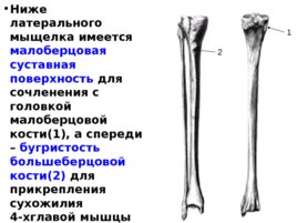 Скелет верхних и нижних конечностей, слайд 44