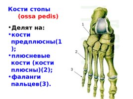 Скелет верхних и нижних конечностей, слайд 48