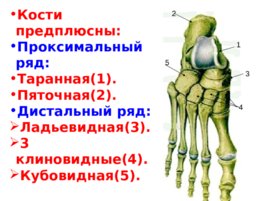 Скелет верхних и нижних конечностей, слайд 49