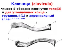 Скелет верхних и нижних конечностей, слайд 5