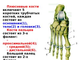 Скелет верхних и нижних конечностей, слайд 50