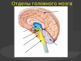 Головной мозг, его строение и функции, слайд 16