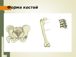 Строение, свойства костей. Типы их соединения, слайд 15