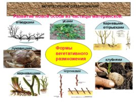 Размножение и развитие организмов, слайд 12