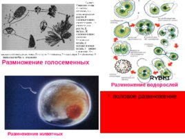 Размножение и развитие организмов, слайд 15