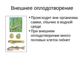 Размножение и развитие организмов, слайд 22