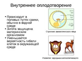 Размножение и развитие организмов, слайд 23