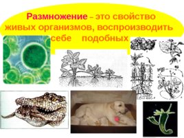 Размножение и развитие организмов, слайд 3